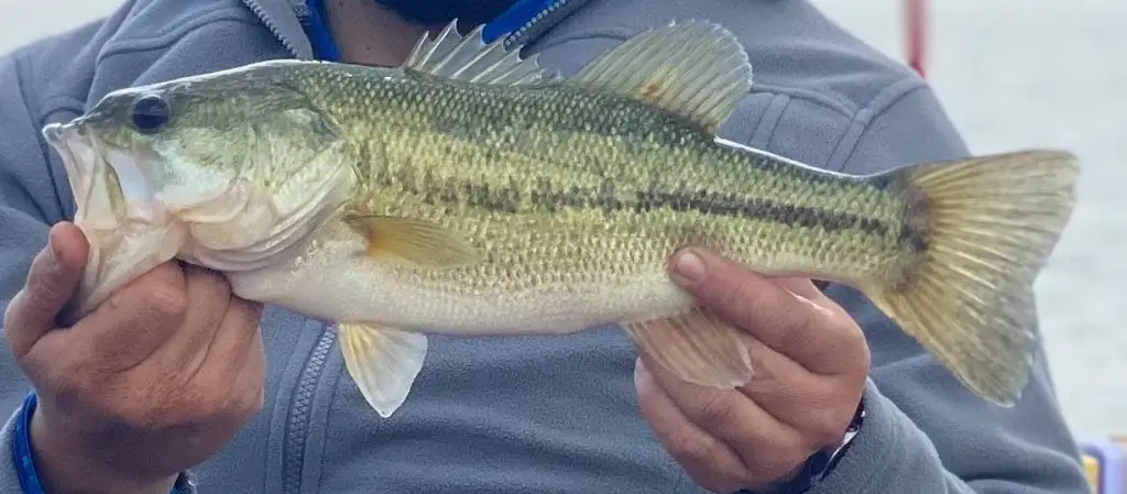Largemouth bass and core shot worms go well together