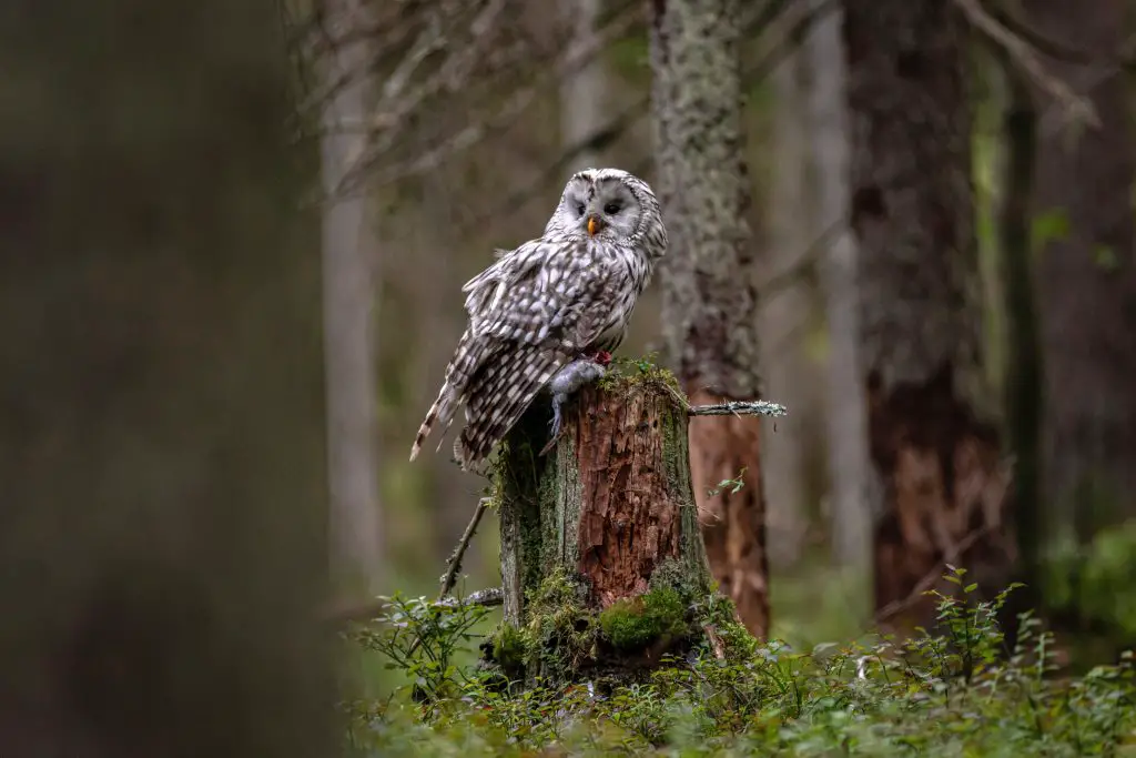 Halloween Campsite decoration make it look like an owl