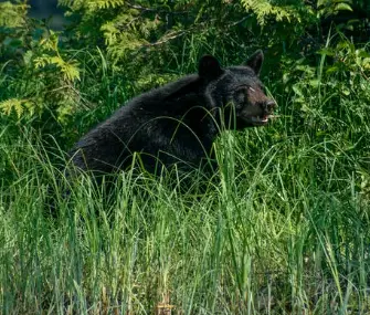 Great Smoky Mountain National Park