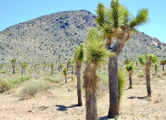 Joshua Tree National Park