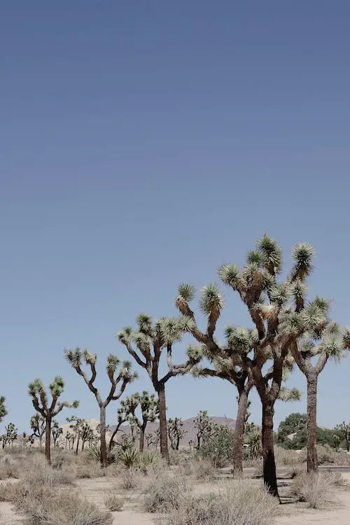 Joshua Tree National Park