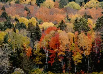 Colorful Fall Camping