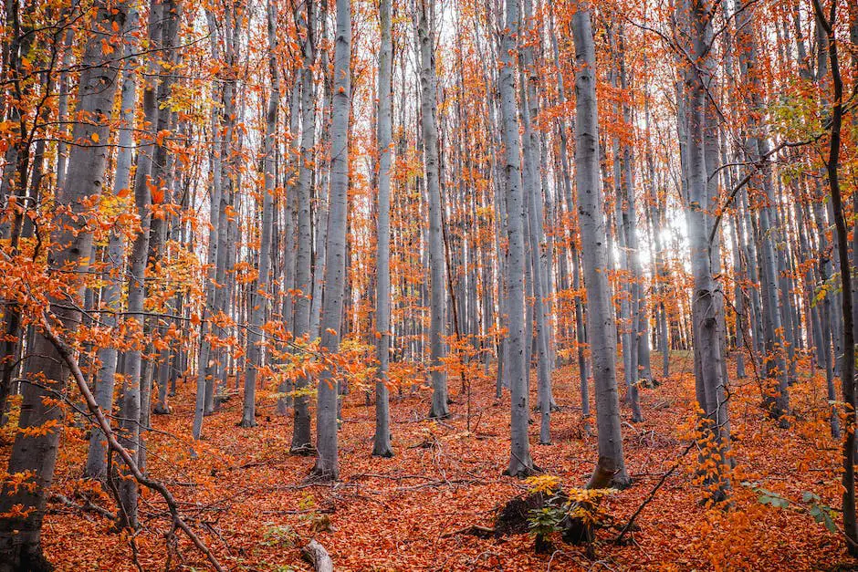 A peaceful campsite in Brown County State Park surrounded by brilliant fall foliage family campgrounds in Indiana