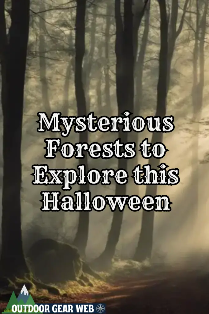 Mysterious Forests to Explore this Halloween