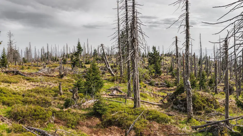 Mysterious image of the Pine Barrens, depicting its eerie beauty and the thrill of camping amidst the legendary Jersey Devil. Spookiest Camping Sites