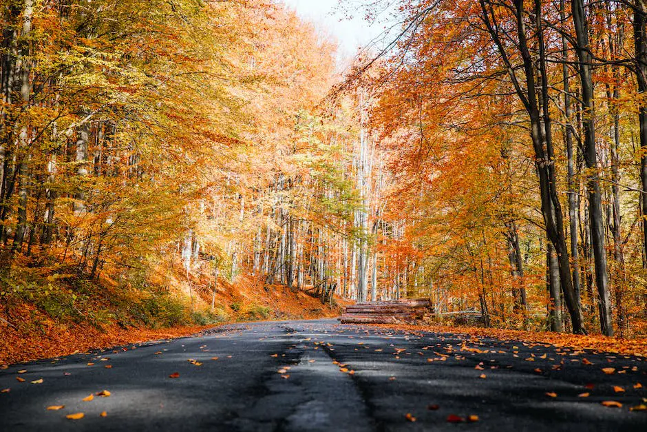 Image of fall foliage in a forest