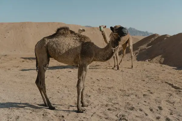 The Tale of the Southwest Ghost Camels
